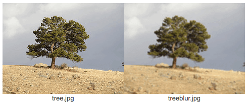 blur vs not blurred tree image