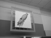 squid Y