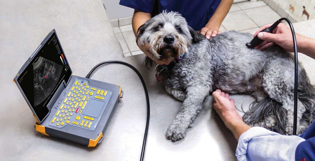 Veterinary Ultrasound device use on dog