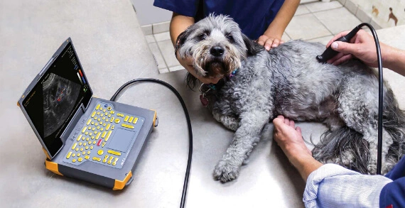 using portable ultrasound on a dog
